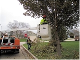 Franklin DPW performing fall pruning operations.
